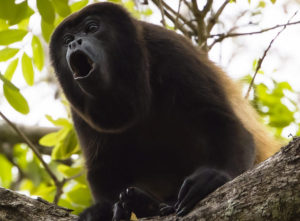 Azuero Howler monkey